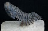 Flying Crotalocephalina Trilobite - Wow! #3919-2